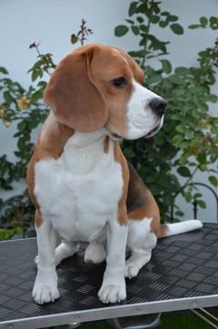 Beagle Deckrüde Cerutti