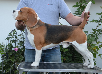 Deckrüde Beagle Cerutti